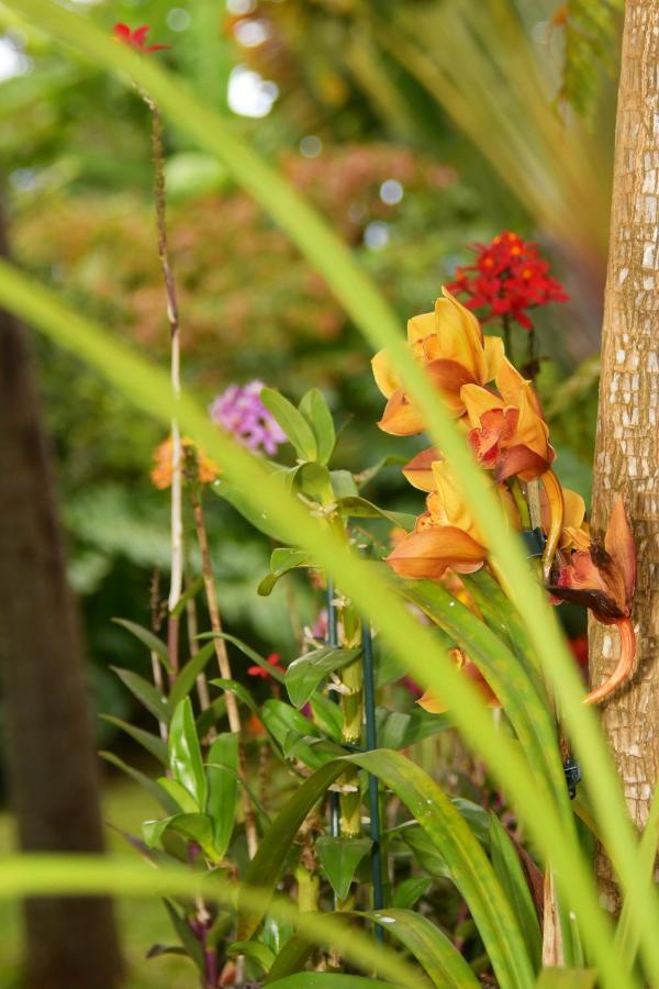 Le Guillaume Le Jacaranda Du Guillaume Bed & Breakfast エクステリア 写真